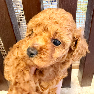 タイニープードルのレッドの男の子｜2025年11月7日生まれ｜No.11004｜画像2枚目