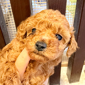 タイニープードルのレッドの男の子｜2025年11月7日生まれ｜No.11004｜画像3枚目