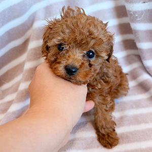 タイニープードルのレッドの女の子｜2025年10月26日生まれ｜No.11015｜画像1枚目