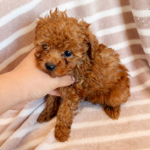 タイニープードルのレッドの女の子｜2025年10月26日生まれ｜No.11015｜画像2枚目