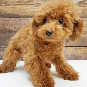 タイニープードルのレッドの女の子｜2025年7月14日生まれ｜No.11010｜画像1枚目