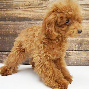 タイニープードルのレッドの女の子｜2025年7月14日生まれ｜No.11010｜画像2枚目