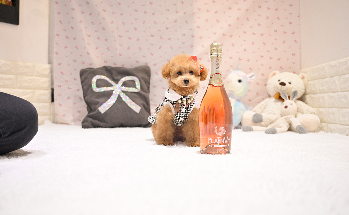 タイニープードルのレッドの女の子｜2025年9月8日生まれ｜No.11017｜画像1枚目