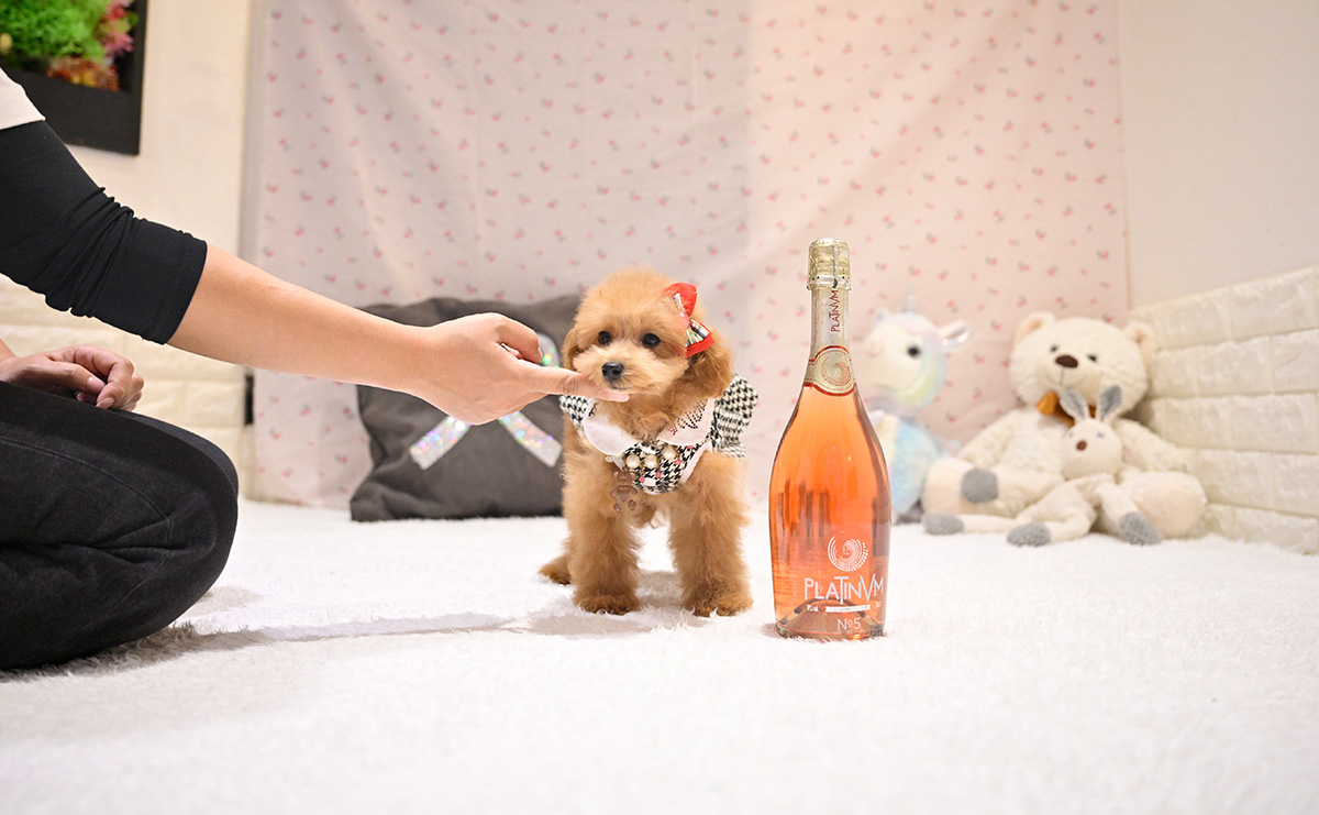 タイニープードルのレッドの女の子｜2025年9月8日生まれ｜No.11017｜画像2枚目