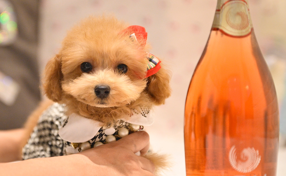 タイニープードルのレッドの女の子｜2025年9月8日生まれ｜No.11017｜画像3枚目