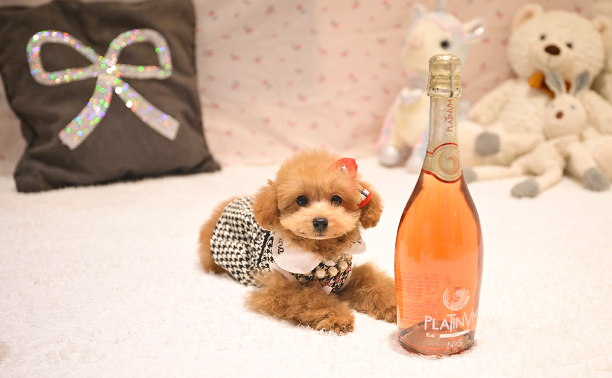 タイニープードルのレッドの女の子｜2025年9月8日生まれ｜No.11017｜画像4枚目