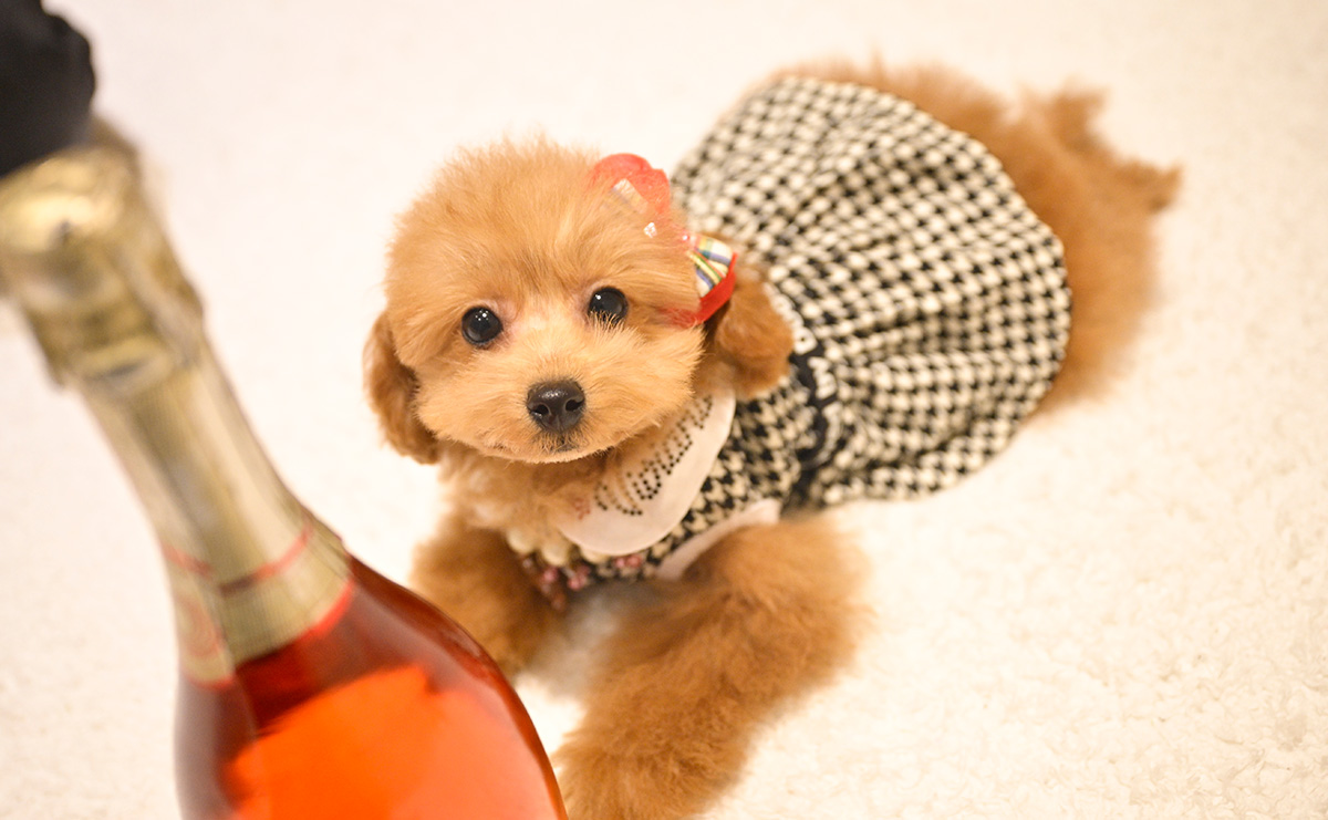 タイニープードルのレッドの女の子｜2025年9月8日生まれ｜No.11017｜画像5枚目