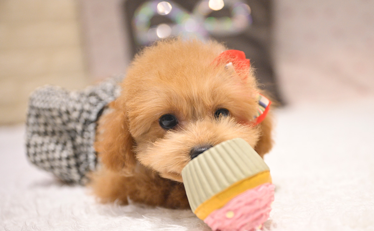 タイニープードルのレッドの女の子｜2025年9月8日生まれ｜No.11017｜画像6枚目