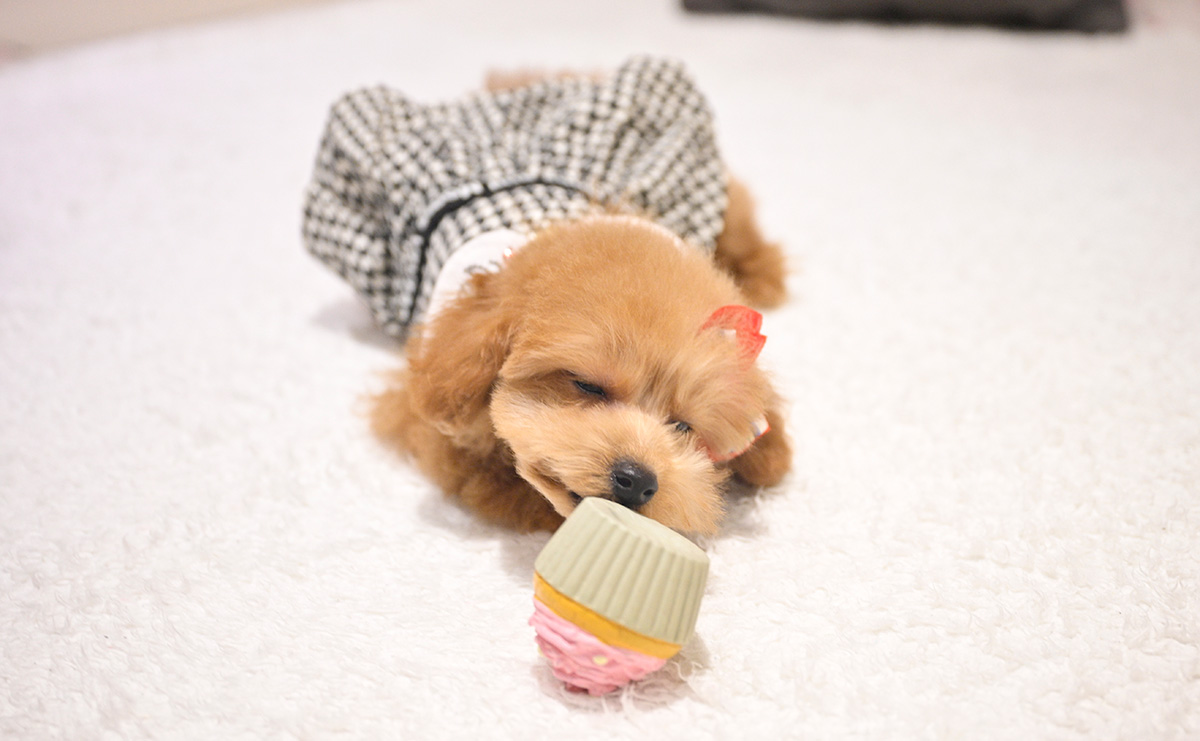 タイニープードルのレッドの女の子｜2025年9月8日生まれ｜No.11017｜画像7枚目