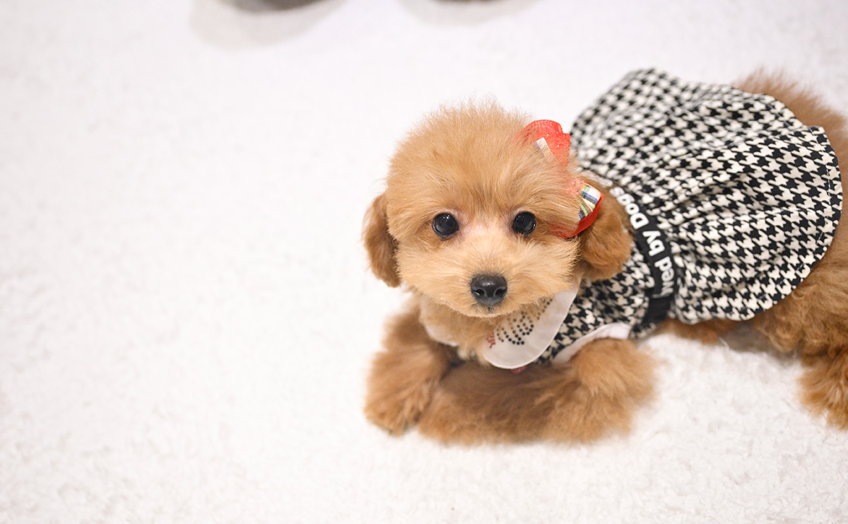 タイニープードルのレッドの女の子｜2025年9月8日生まれ｜No.11017｜画像0枚目