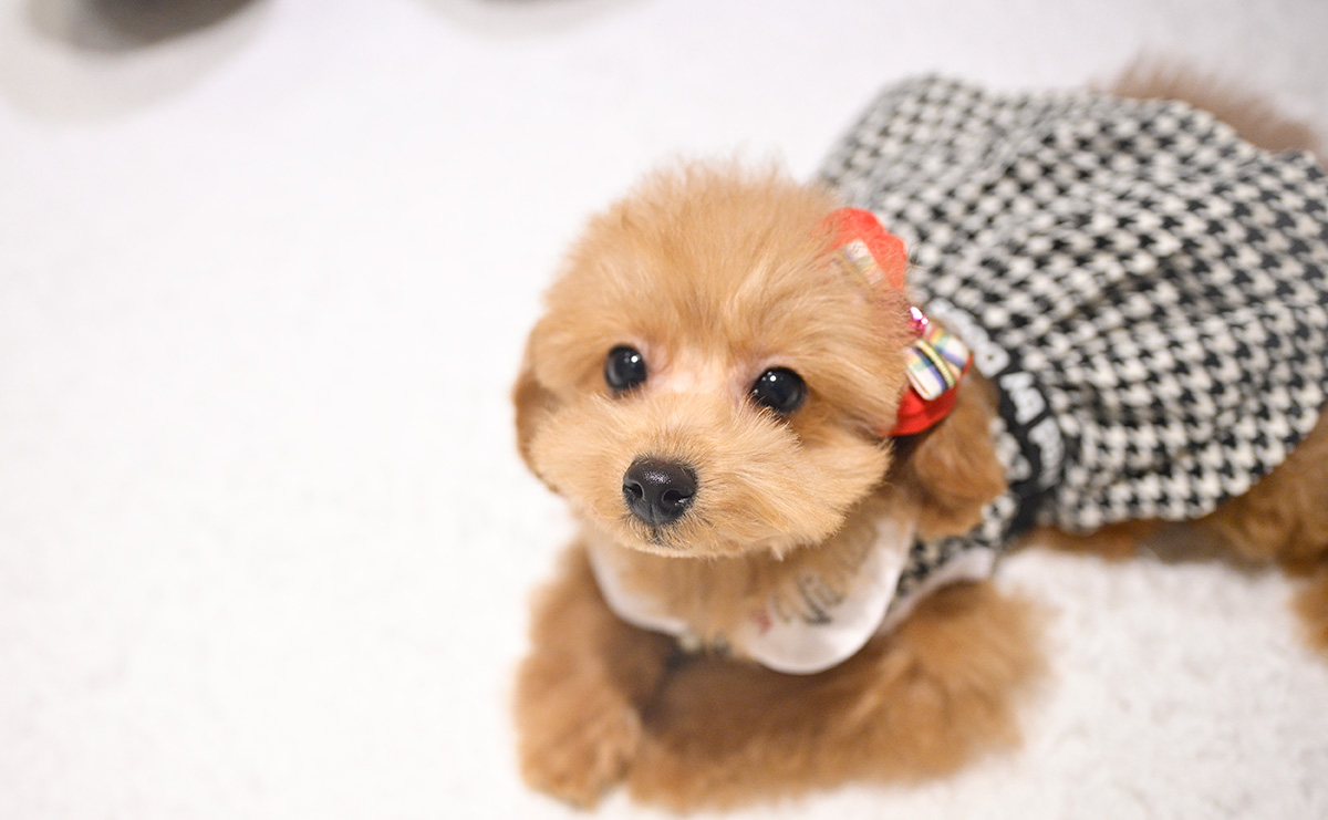 タイニープードルのレッドの女の子｜2025年9月8日生まれ｜No.11017｜画像8枚目