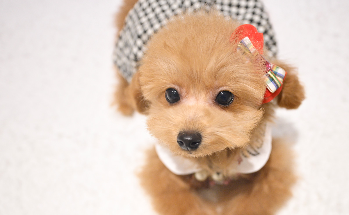 タイニープードルのレッドの女の子｜2025年9月8日生まれ｜No.11017｜画像9枚目