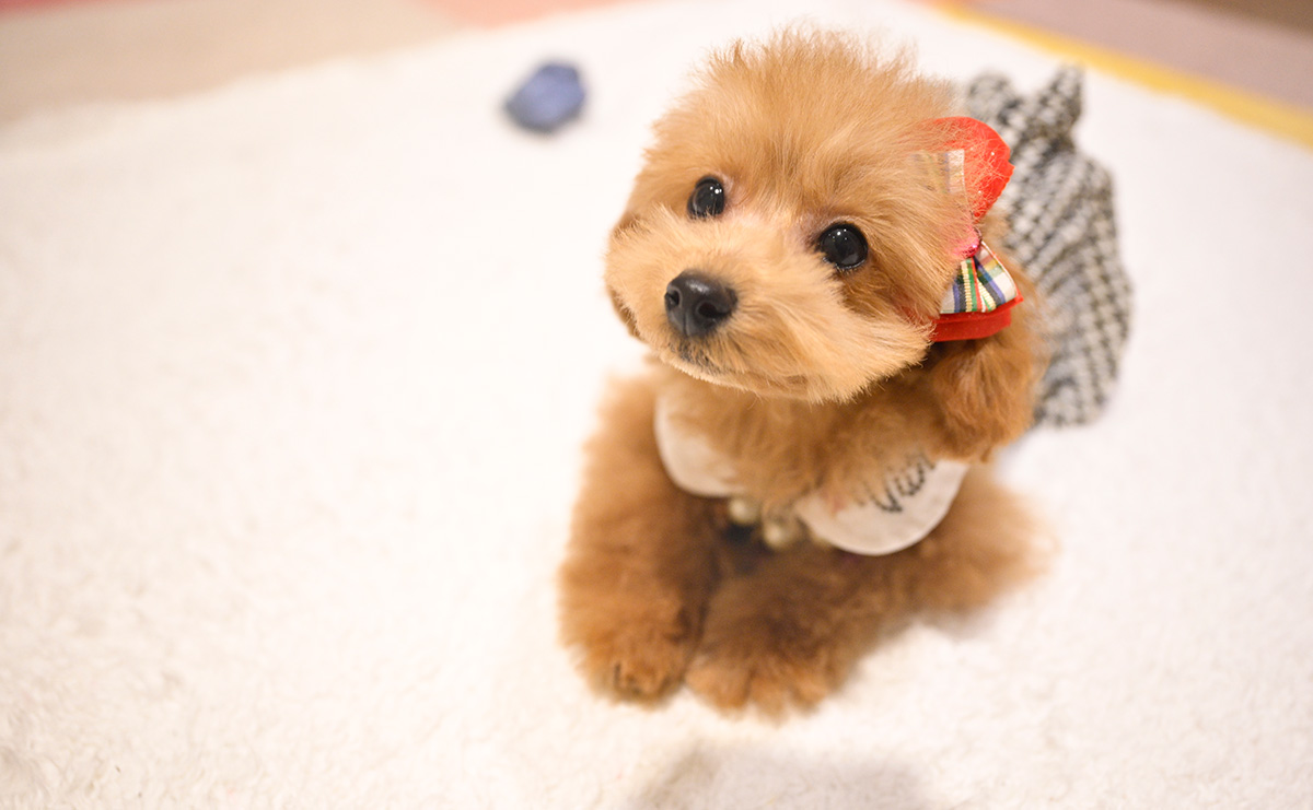 タイニープードルのレッドの女の子｜2025年9月8日生まれ｜No.11017｜画像10枚目