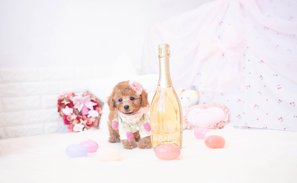 タイニープードルのレッドの女の子|2025年10月25日生まれ|No.11016|画像3枚目