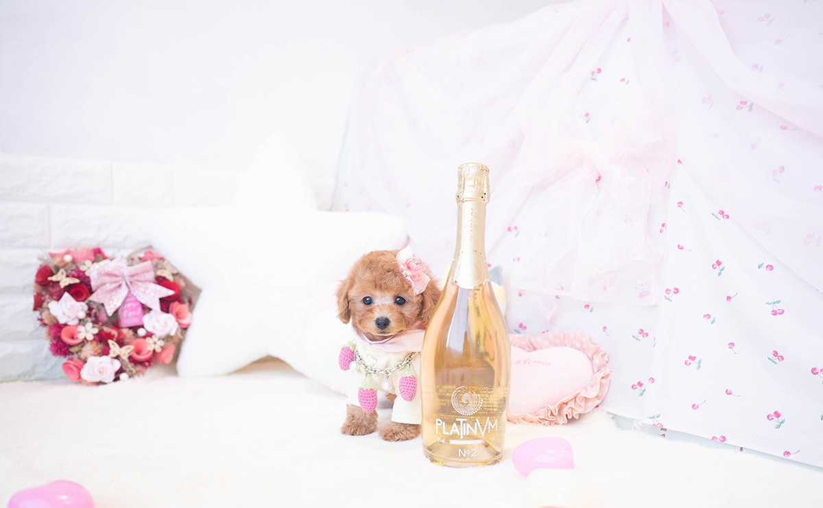 タイニープードルのレッドの女の子|2025年10月25日生まれ|No.11016|画像4枚目