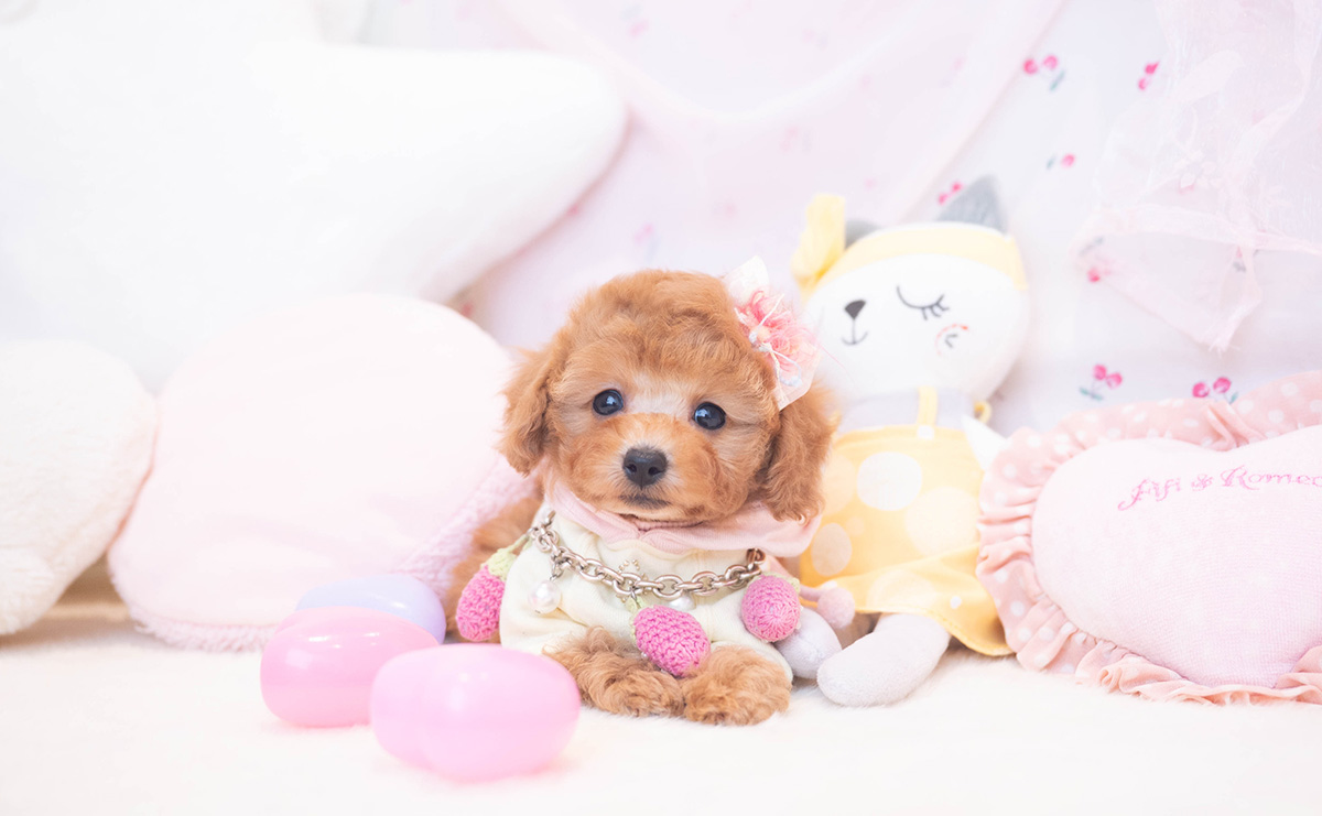 タイニープードルのレッドの女の子|2025年10月25日生まれ|No.11016|画像0枚目