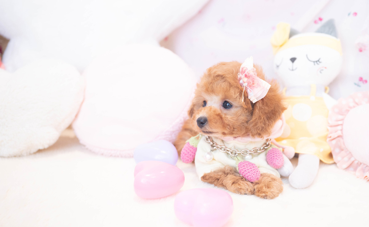 タイニープードルのレッドの女の子|2025年10月25日生まれ|No.11016|画像5枚目