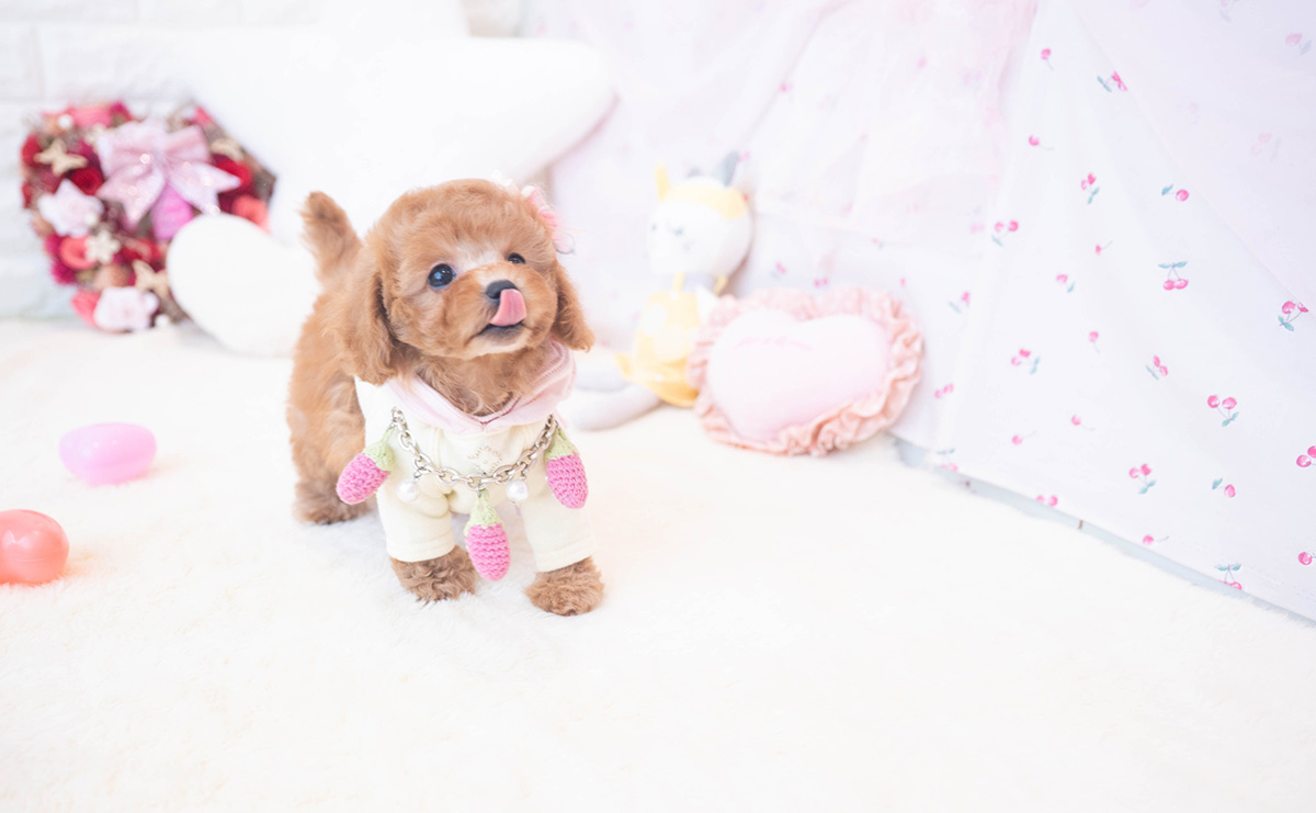 タイニープードルのレッドの女の子|2025年10月25日生まれ|No.11016|画像6枚目