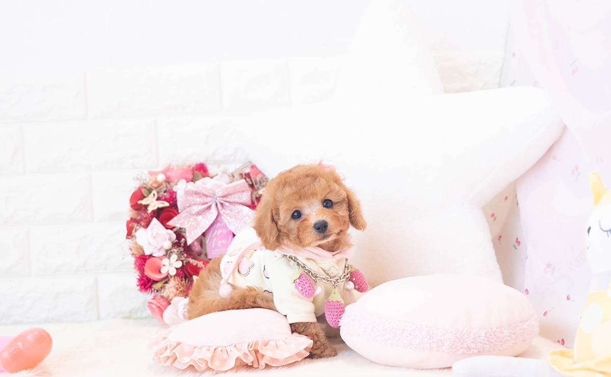 タイニープードルのレッドの女の子｜2025年10月25日生まれ｜No.11016｜画像7枚目