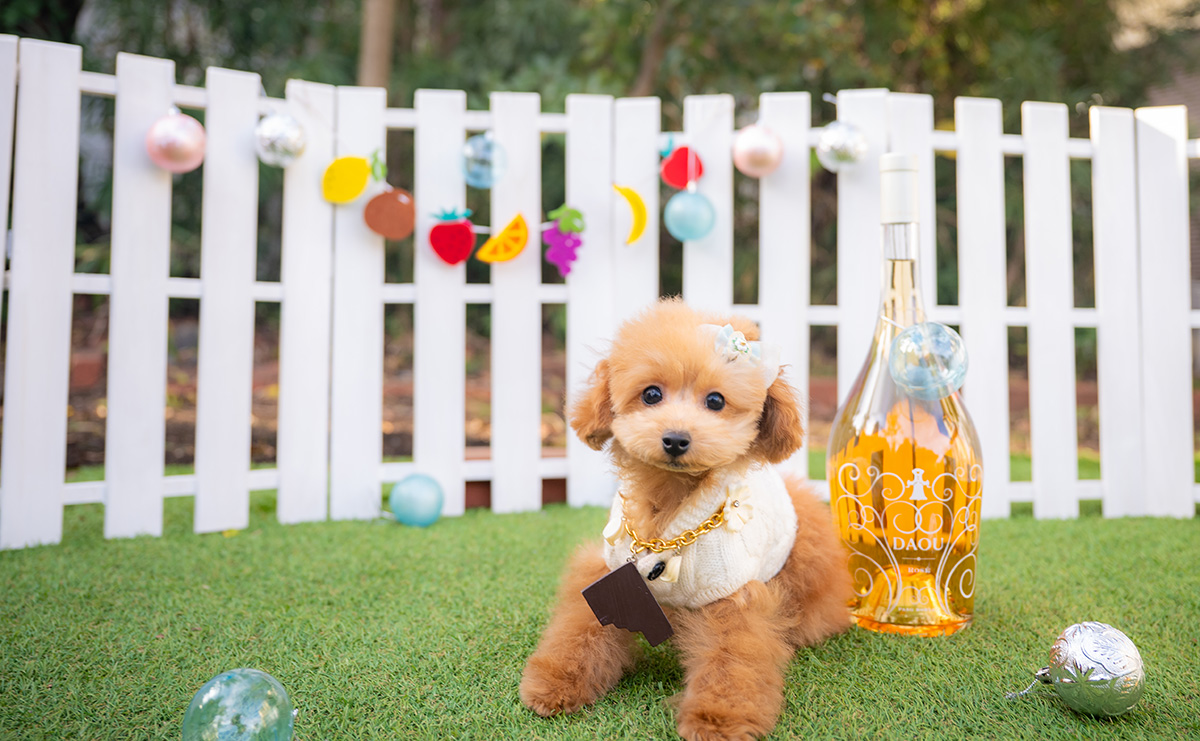 タイニープードルのレッドの男の子｜2025年9月3日生まれ｜No.11012｜画像2枚目