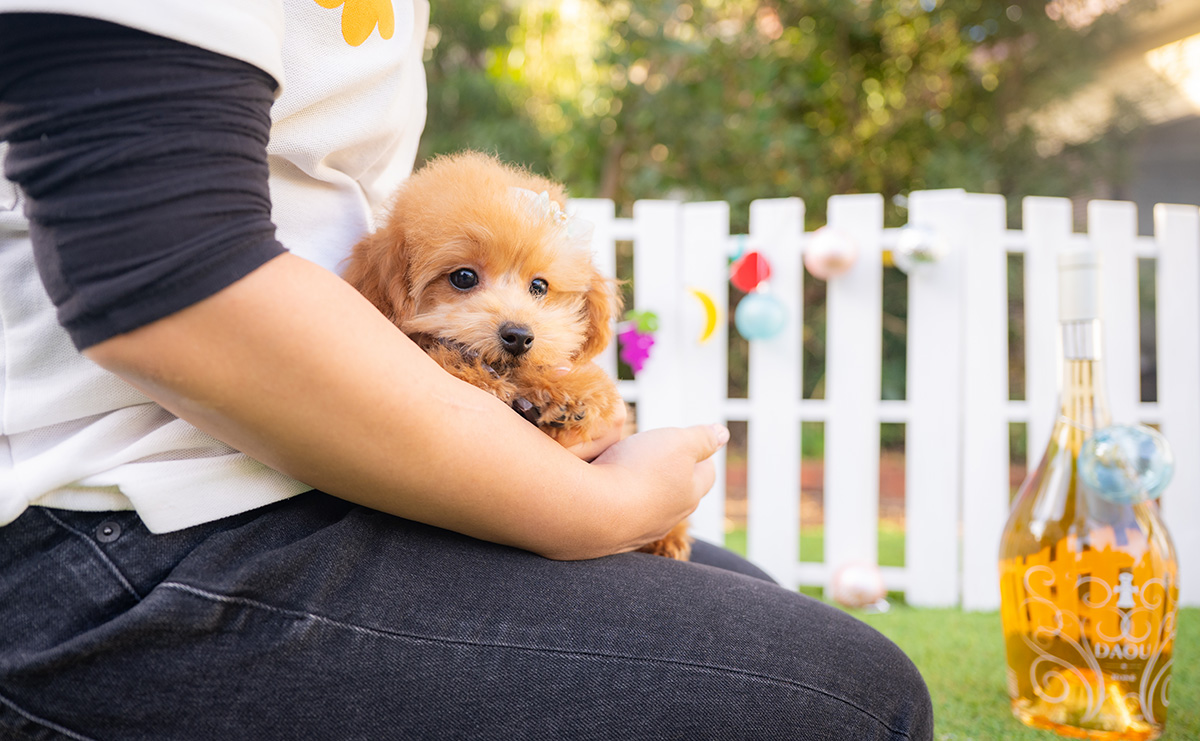 タイニープードルのレッドの男の子｜2025年9月3日生まれ｜No.11012｜画像3枚目