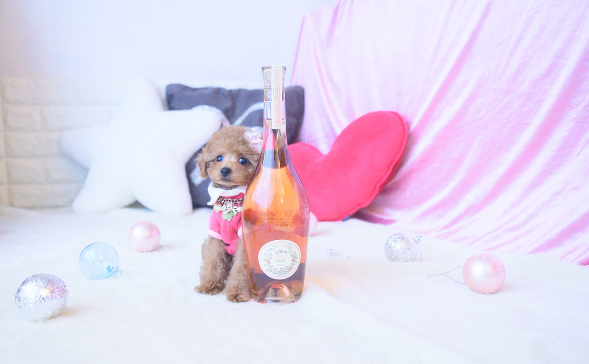 タイニープードルのレッドの女の子｜2025年10月25日生まれ｜No.11024｜画像0枚目