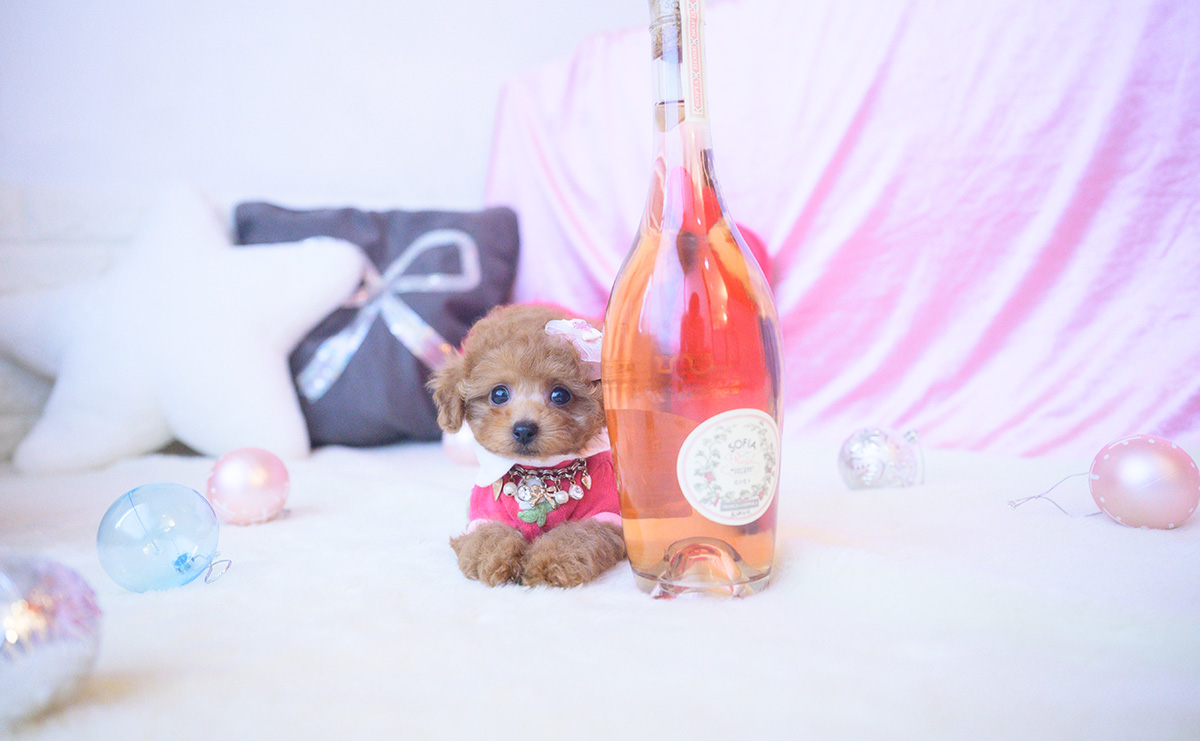 タイニープードルのレッドの女の子｜2025年10月25日生まれ｜No.11024｜画像1枚目