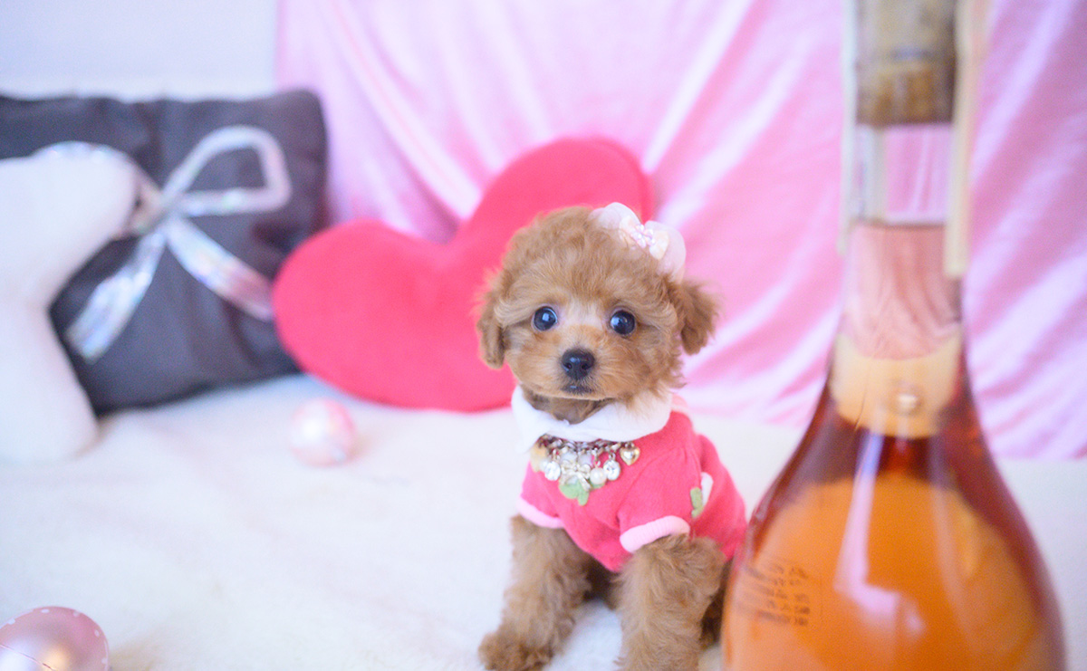 タイニープードルのレッドの女の子｜2025年10月25日生まれ｜No.11024｜画像2枚目