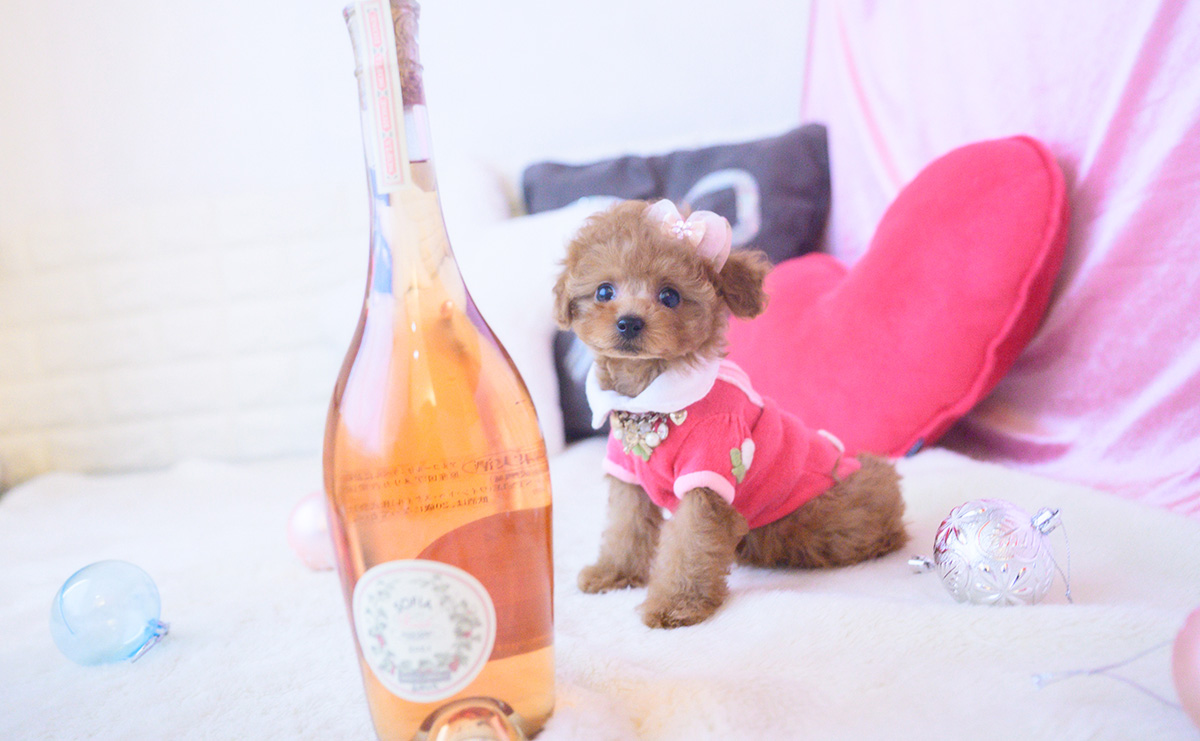 タイニープードルのレッドの女の子｜2025年10月25日生まれ｜No.11024｜画像3枚目