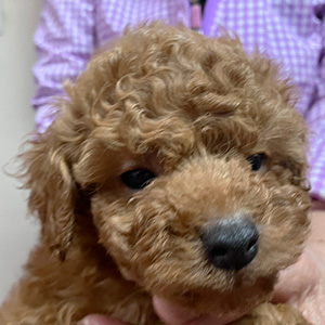 トイプードルのレッドの男の子｜2025年11月12日生まれ｜No.11036｜画像0枚目