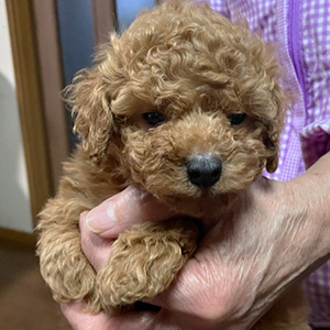 トイプードルのレッドの男の子｜2025年11月12日生まれ｜No.11036｜画像2枚目