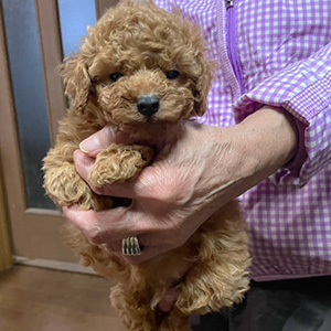 トイプードルのレッドの男の子｜2025年11月12日生まれ｜No.11036｜画像3枚目