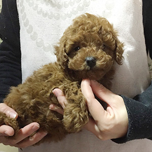 トイプードルのレッドの男の子｜2025年11月9日生まれ｜No.11040｜画像2枚目