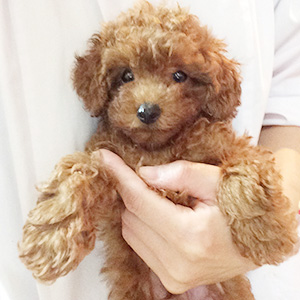 トイプードルのレッドの男の子|2025年10月23日生まれ|No.11042|画像0枚目