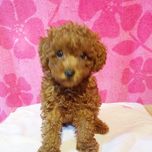 トイプードルのレッドの男の子|2025年10月23日生まれ|No.11042|画像1枚目