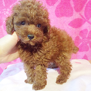 トイプードルのレッドの女の子｜2025年10月23日生まれ｜No.11043｜画像0枚目