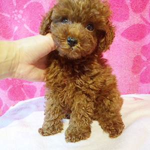 トイプードルのレッドの女の子｜2025年10月23日生まれ｜No.11043｜画像1枚目