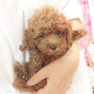 トイプードルのレッドの女の子｜2025年10月23日生まれ｜No.11043｜画像2枚目