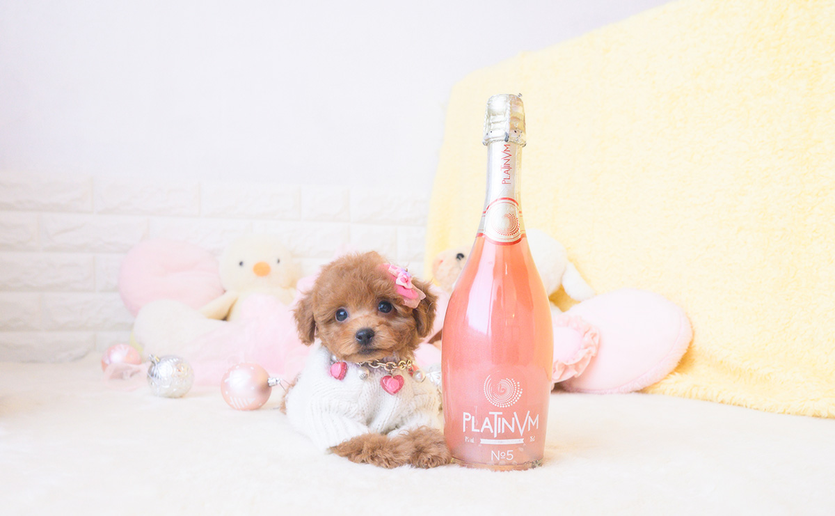 タイニープードルのレッドの女の子｜2025年10月25日生まれ｜No.11028｜画像0枚目