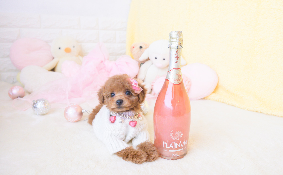 タイニープードルのレッドの女の子｜2025年10月25日生まれ｜No.11028｜画像1枚目