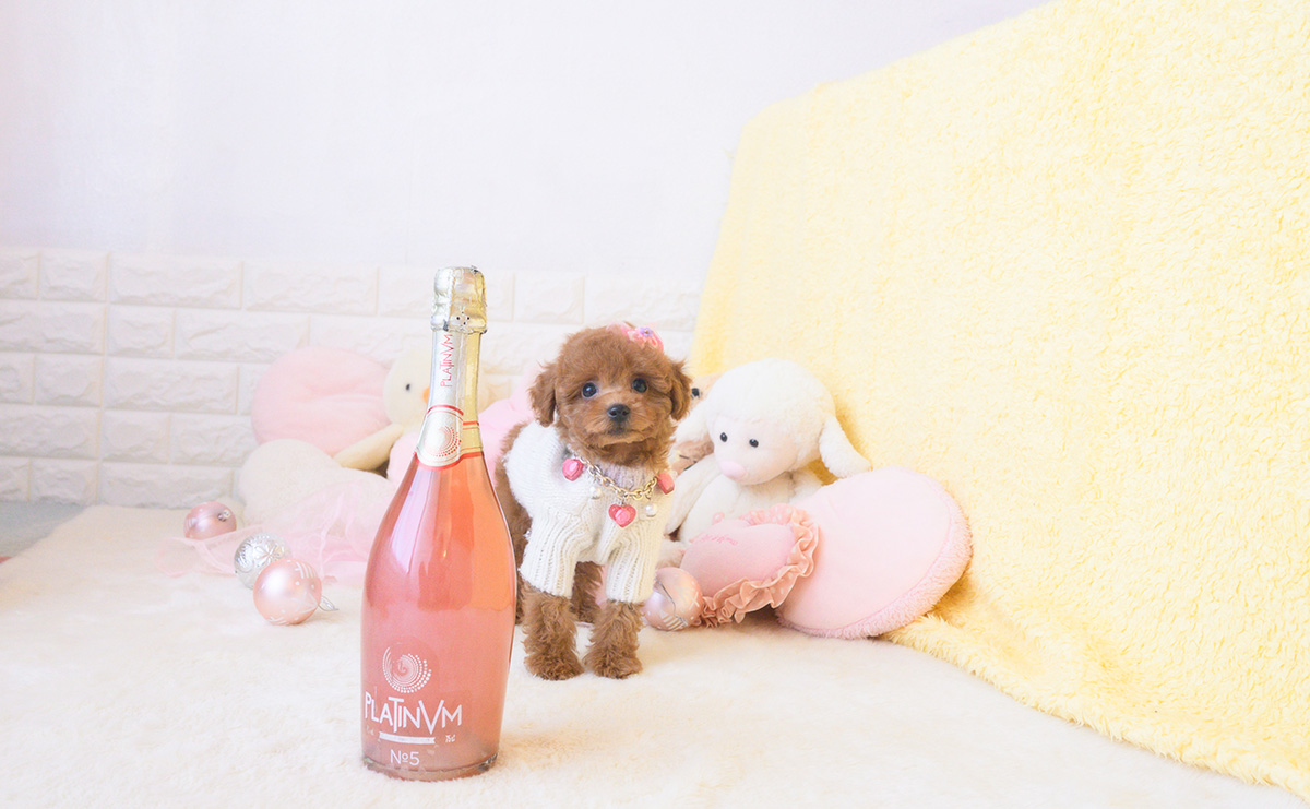 タイニープードルのレッドの女の子｜2025年10月25日生まれ｜No.11028｜画像2枚目