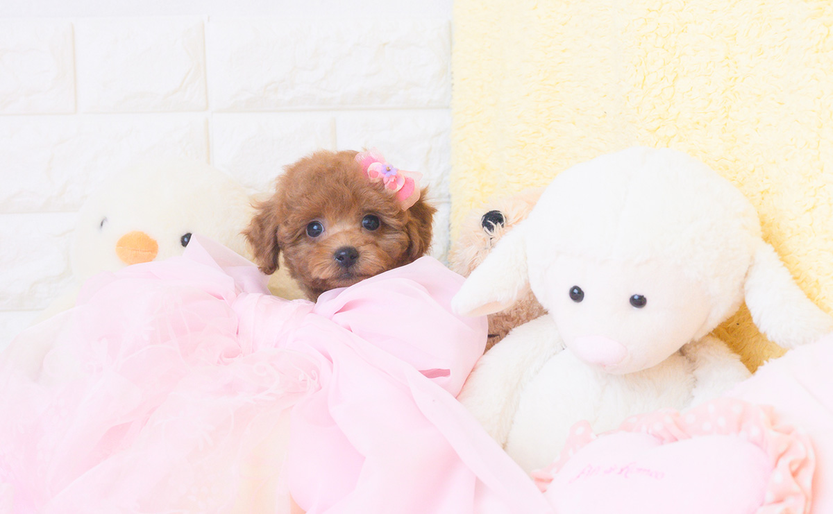 タイニープードルのレッドの女の子｜2025年10月25日生まれ｜No.11028｜画像3枚目