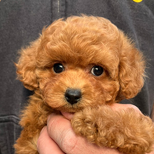 タイニープードルのレッドの女の子｜2025年11月3日生まれ｜No.11031｜画像1枚目
