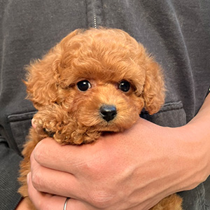 タイニープードルのレッドの女の子｜2025年11月3日生まれ｜No.11031｜画像2枚目