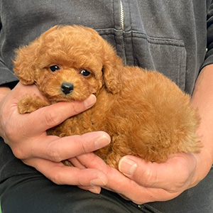 タイニープードルのレッドの女の子｜2025年11月3日生まれ｜No.11031｜画像4枚目