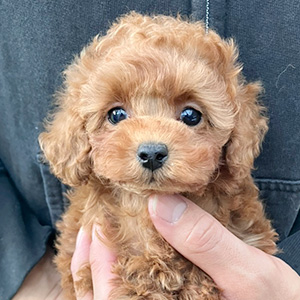 タイニープードルのレッドの女の子｜2025年11月3日生まれ｜No.11032｜画像0枚目