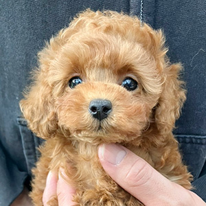 タイニープードルのレッドの女の子｜2025年11月3日生まれ｜No.11032｜画像1枚目