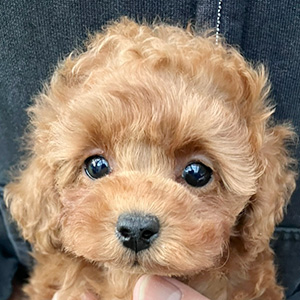 タイニープードルのレッドの女の子｜2025年11月3日生まれ｜No.11032｜画像2枚目