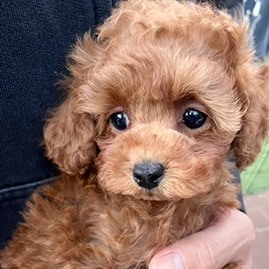 タイニープードルのレッドの女の子｜2025年11月3日生まれ｜No.11032｜画像3枚目