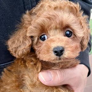 タイニープードルのレッドの女の子｜2025年11月3日生まれ｜No.11032｜画像4枚目